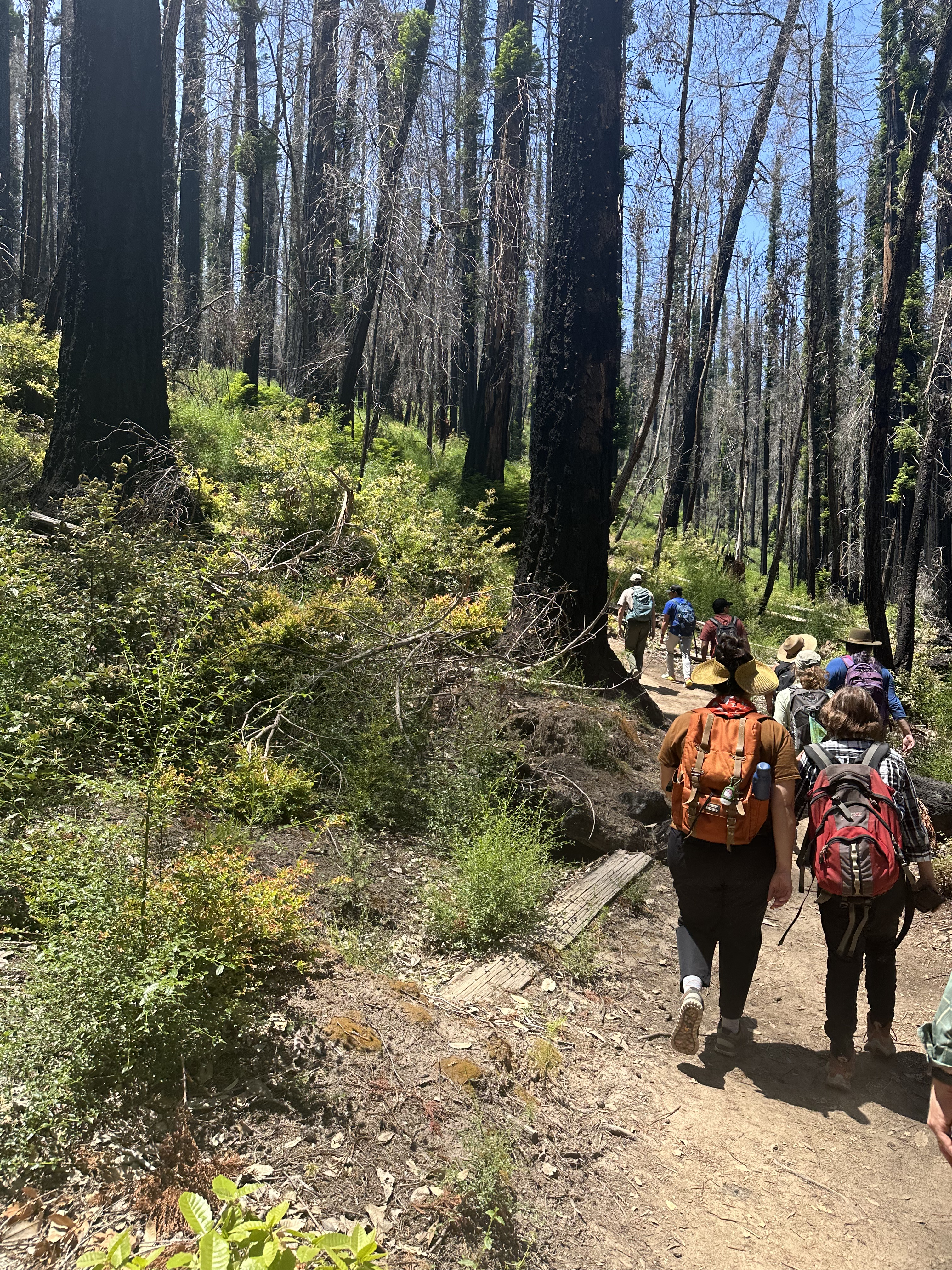 Participants hiking the Meteor Loop during the Artabout 2023 at Big Basin RSP